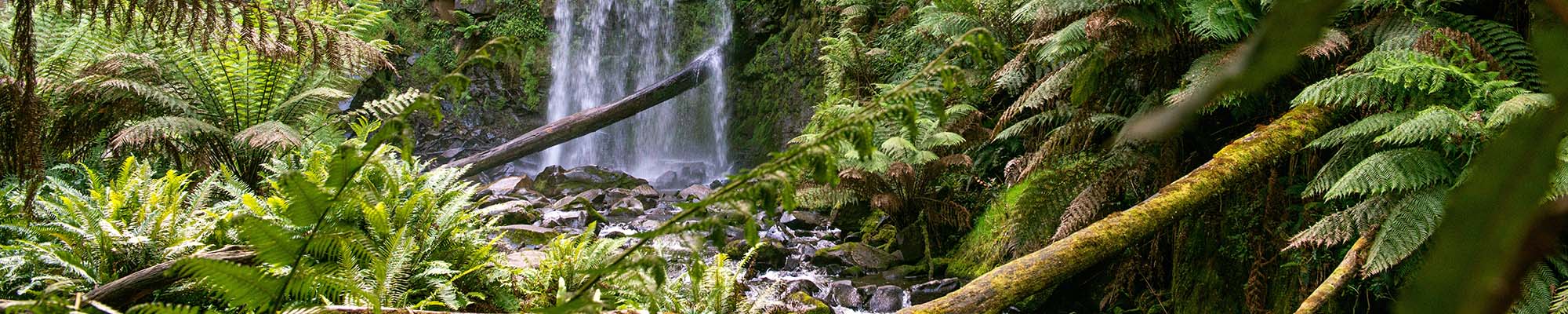 Otway National Park